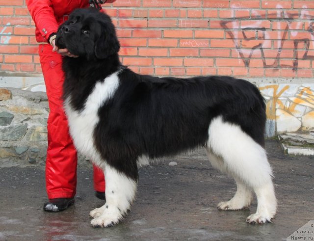 Фото: ньюфаундленд Супер Премиум Зиппи Сенсейшен