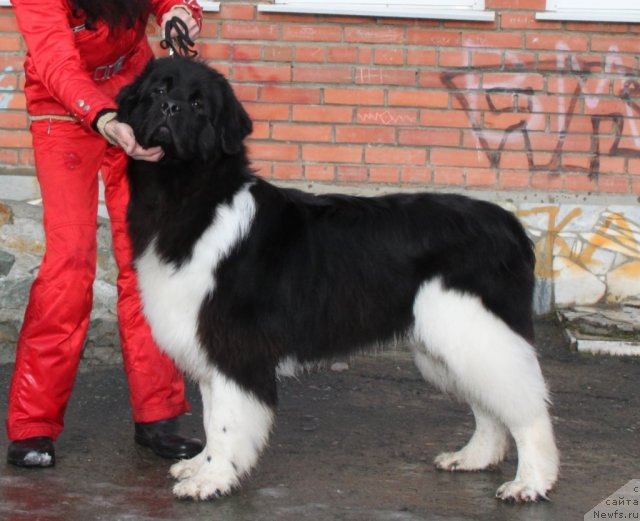 Фото: ньюфаундленд Супер Премиум Зиппи Сенсейшен