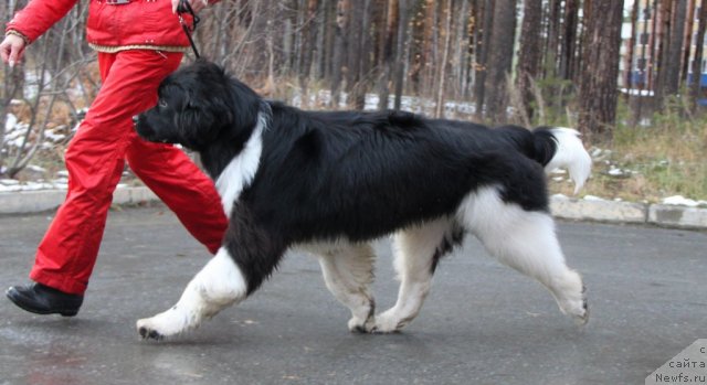 Фото: ньюфаундленд Супер Премиум Зиппи Сенсейшен