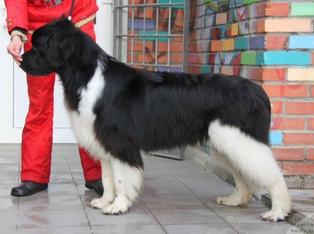 Фото: ньюфаундленд Супер Премиум Зиппи Сенсейшен