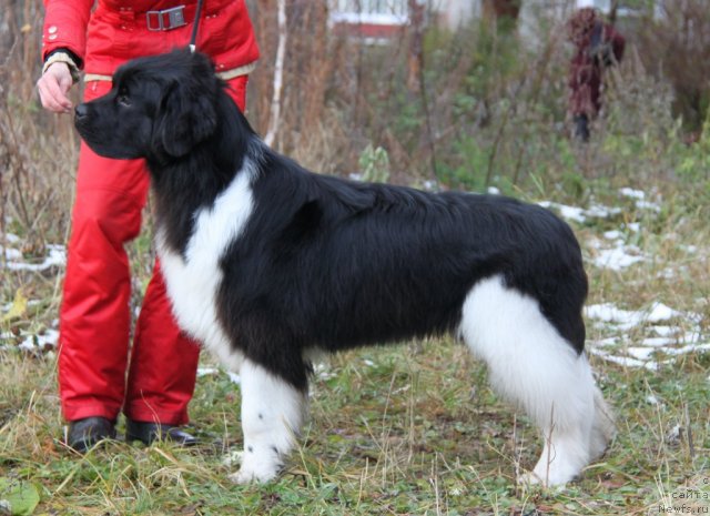 Фото: ньюфаундленд Супер Премиум Зиппи Сенсейшен