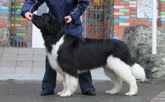 Фото: ньюфаундленд Супер Премиум Зиппи Сенсейшен