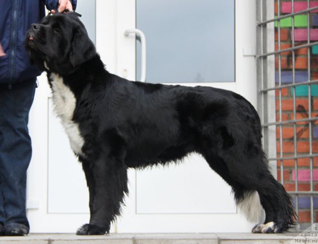 Фото: ньюфаундленд Икона Стиля