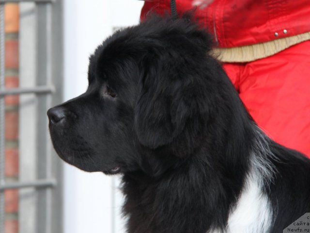 Фото: ньюфаундленд Супер Премиум Зиппи Сенсейшен