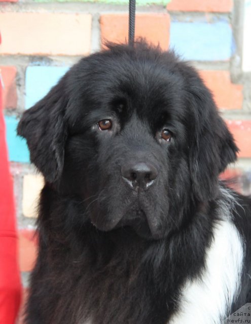 Фото: ньюфаундленд Супер Премиум Зиппи Сенсейшен