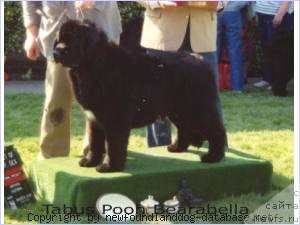 Фото: ньюфаундленд Tabus Pooh Bearabella