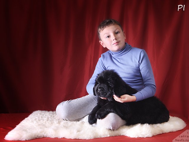 Фото: ньюфаундленд Вом Ватерфалл Лэнд Ай Тодор (Vom Waterfall Land Ay Todor)