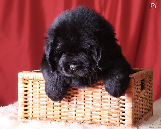 Фотография № 80199