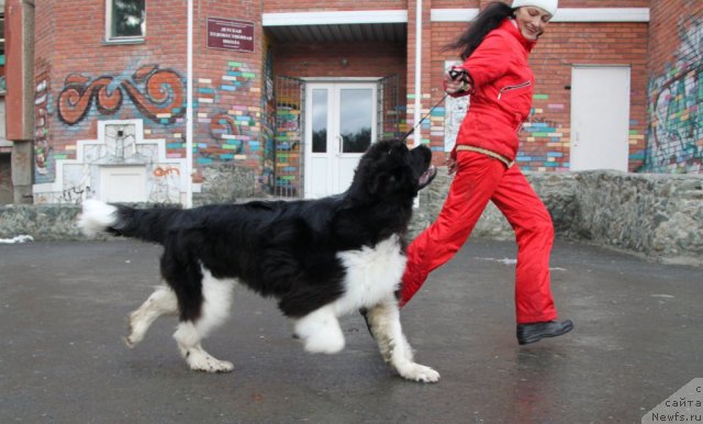 Фото: ньюфаундленд Супер Премиум Зиппи Сенсейшен