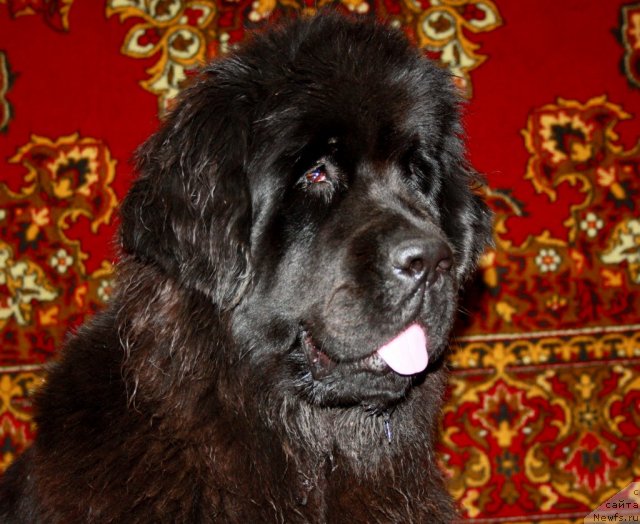 Фотография № 80225