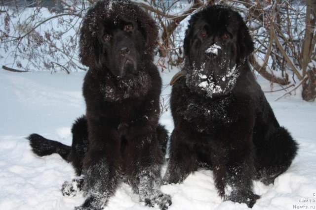 Фото: ньюфаундленд Бегущая по Волнам Зеро Коол, ньюфаундленд Fortuna of Giant's Island