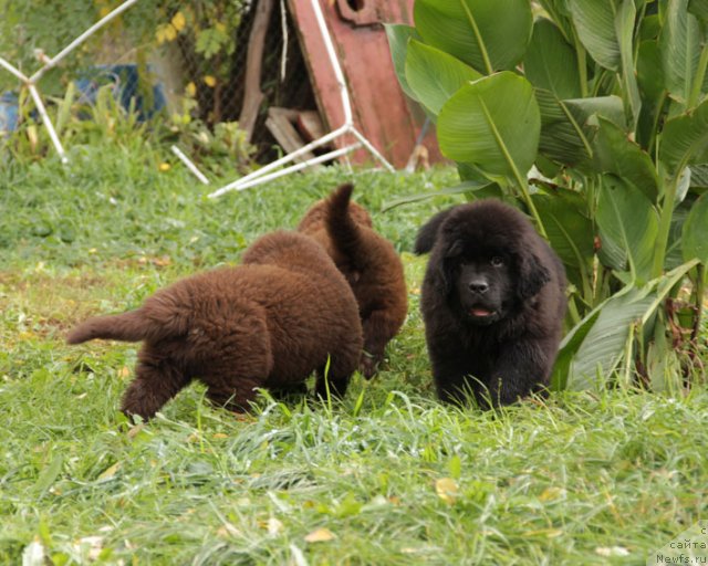 Фотография № 80236