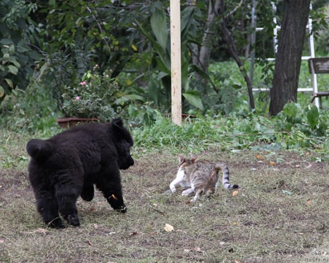 Фотография № 80240