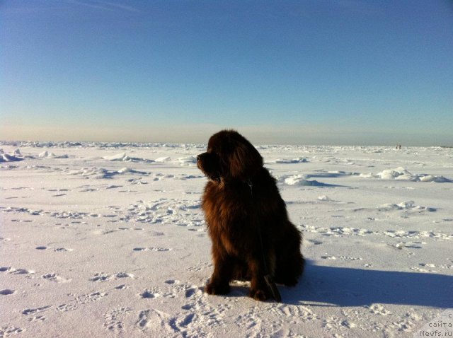 Фото: ньюфаундленд Kleo