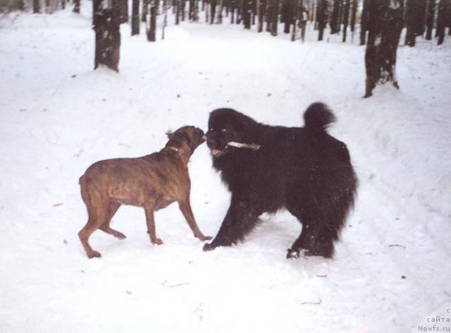 Фото: ньюфаундленд Lene's Black Berry