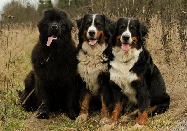 Фотография № 80271