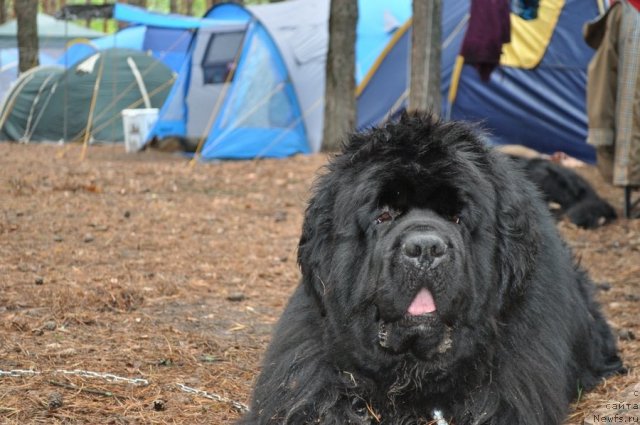 Фото: ньюфаундленд King of Helluland I'm Precious