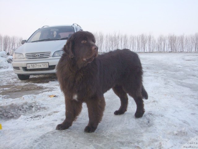 Фото: ньюфаундленд Сэмуэль Морской Принц