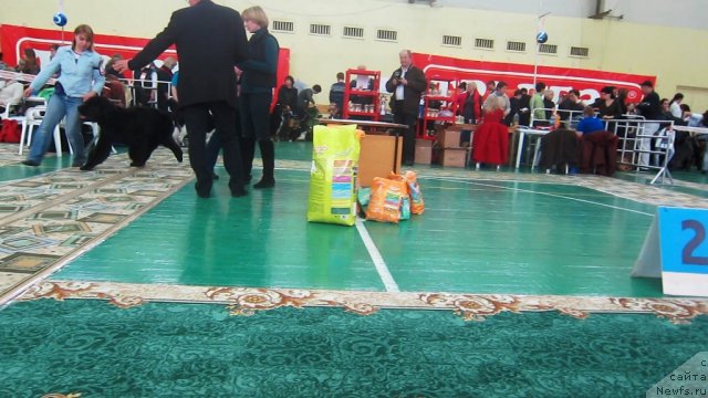 Фото: ньюфаундленд Very Fairweathers X'Got The Rhythm