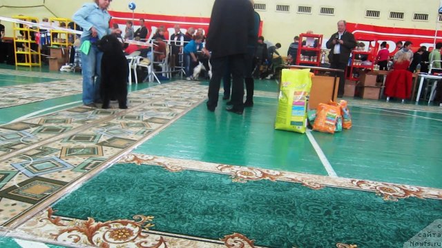 Фото: ньюфаундленд Very Fairweathers X'Got The Rhythm