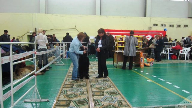 Фото: ньюфаундленд Very Fairweathers X'Got The Rhythm