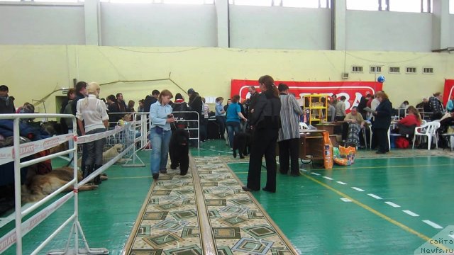 Фото: ньюфаундленд Very Fairweathers X'Got The Rhythm