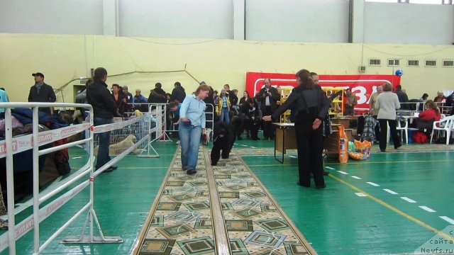 Фото: ньюфаундленд Very Fairweathers X'Got The Rhythm