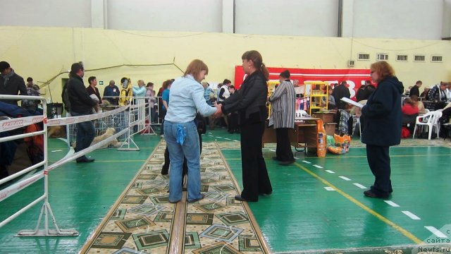 Фото: ньюфаундленд Very Fairweathers X'Got The Rhythm