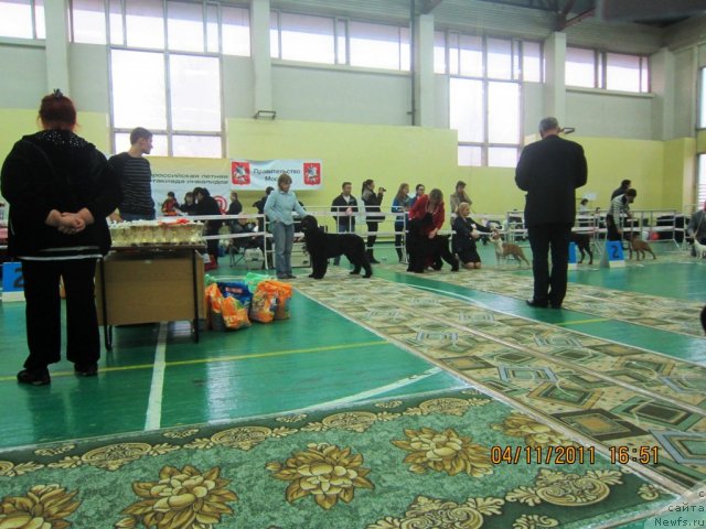 Фото: ньюфаундленд Very Fairweathers X'Got The Rhythm