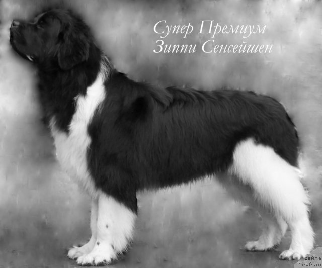 Фото: ньюфаундленд Супер Премиум Зиппи Сенсейшен