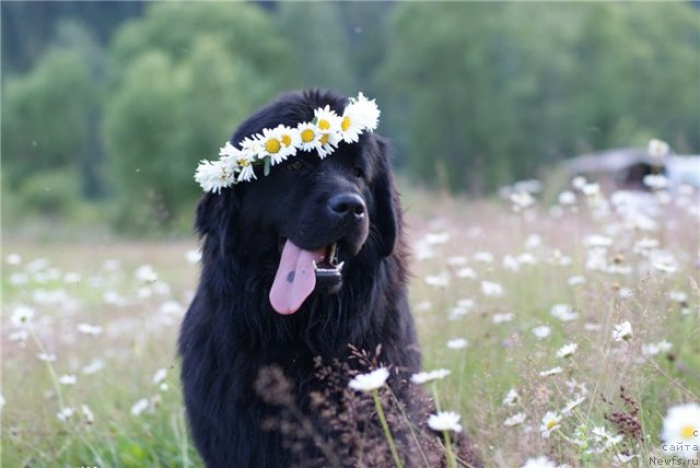 Фотография № 80372