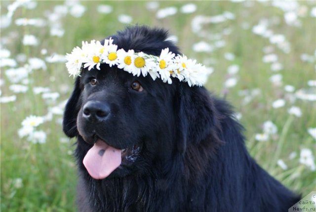 Фотография № 80387