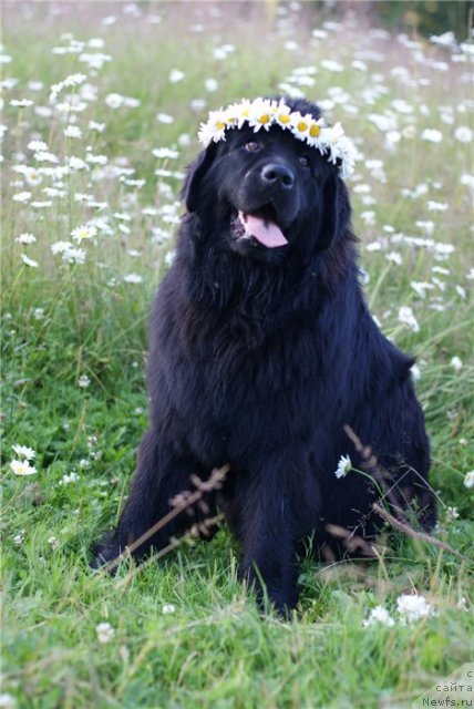 Фотография № 80389