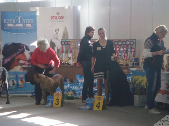 Фото: ньюфаундленд Спасатель с Берега Дона (Spasatel' s Berega Dona)