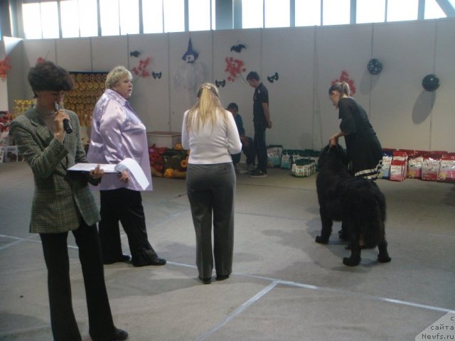 Фото: ньюфаундленд Спасатель с Берега Дона (Spasatel' s Berega Dona)