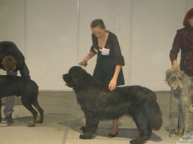 Фото: ньюфаундленд Спасатель с Берега Дона (Spasatel' s Berega Dona)