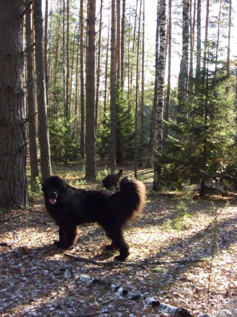 Фотография № 80411