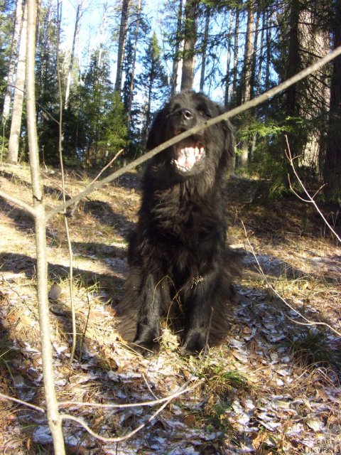 Фото: ньюфаундленд Лесная Сказка Лунная Соната