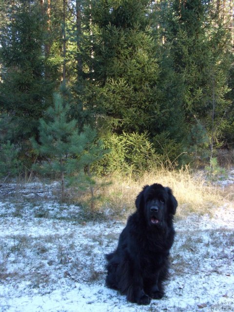 Фото: ньюфаундленд Лесная Сказка Лунная Соната