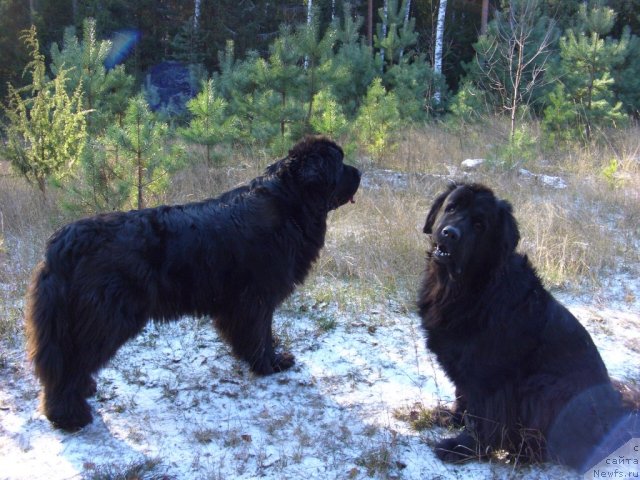 Фото: ньюфаундленд Акин Соул София, ньюфаундленд Лесная Сказка Лунная Соната