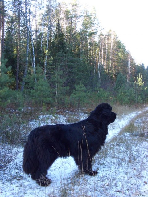 Фото: ньюфаундленд Акин Соул София