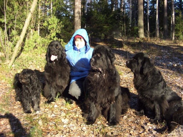 Фото: ньюфаундленд Акин Соул София, ньюфаундленд Лесная Сказка Лунная Соната, Галия Гизатуллина, [d9336]Фрося