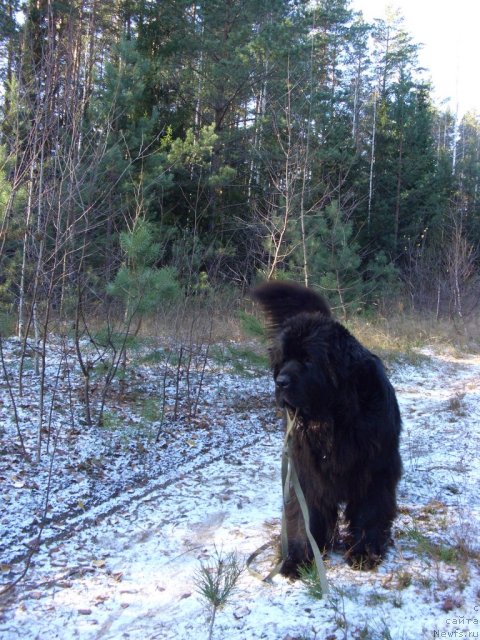 Фото: ньюфаундленд Акин Соул София