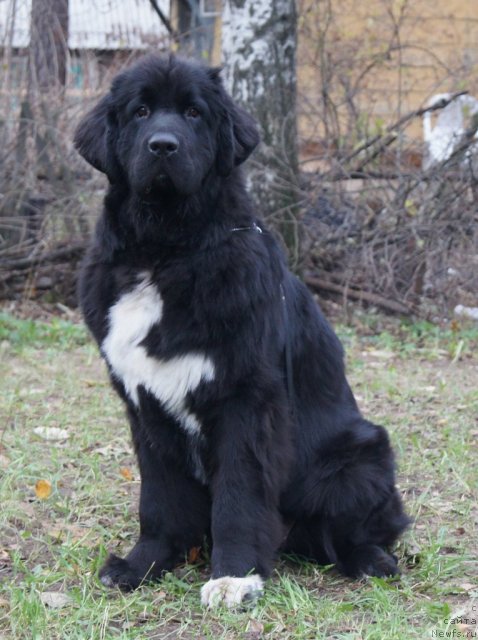 Фотография № 80424