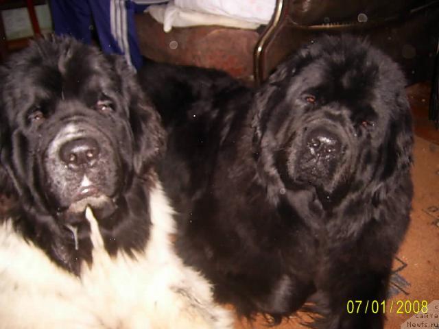 Фото: ньюфаундленд Супер Бизон Батон, ньюфаундленд Лесная Сказка Руслана