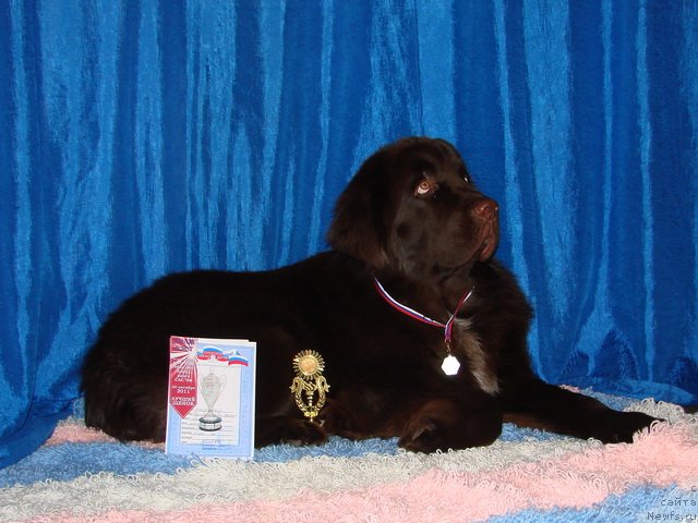 Фото: ньюфаундленд Обуш Шед Янтарный Поцелуй