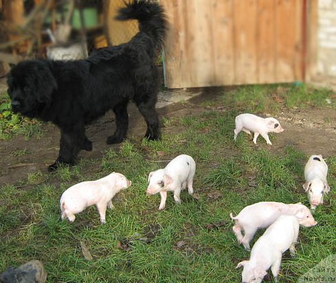 Фото: ньюфаундленд Дайна Куин