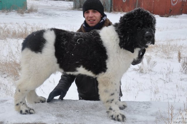 Фото: ньюфаундленд Кара Аюлар Балтазар Бонависта (Kara Aular Baltazar Bonavista), Александр Файзулин