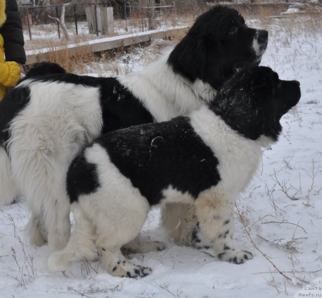 Фото: ньюфаундленд Лорд Люксембург Аюлар из Тихого Омута (Lord Luxemburg Ayular iz Tihogo Omuta), ньюфаундленд Кара Аюлар Балтазар Бонависта (Kara Aular Baltazar Bonavista)