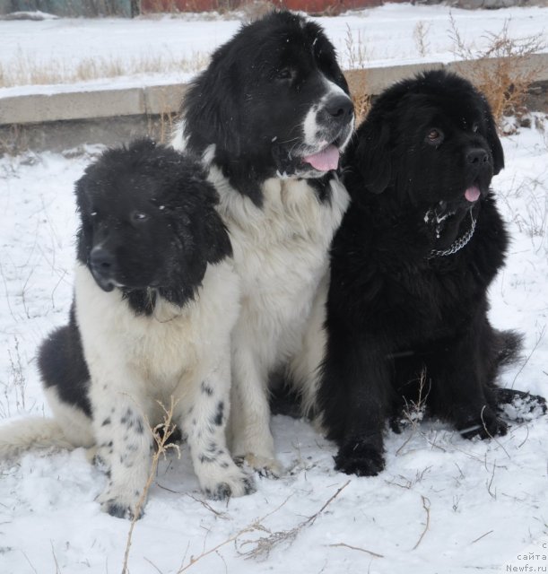 Фото: ньюфаундленд Оттава (Ottava), ньюфаундленд Лорд Люксембург Аюлар из Тихого Омута (Lord Luxemburg Ayular iz Tihogo Omuta), ньюфаундленд Кара Аюлар Балтазар Бонависта (Kara Aular Baltazar Bonavista)